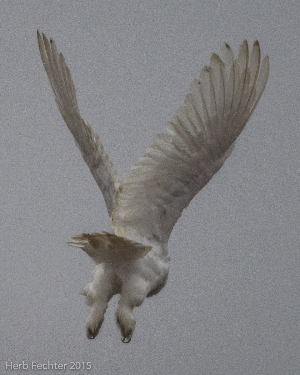 Snowy Owl - ML638250606