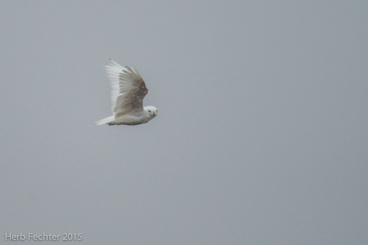 Snowy Owl - ML638250607