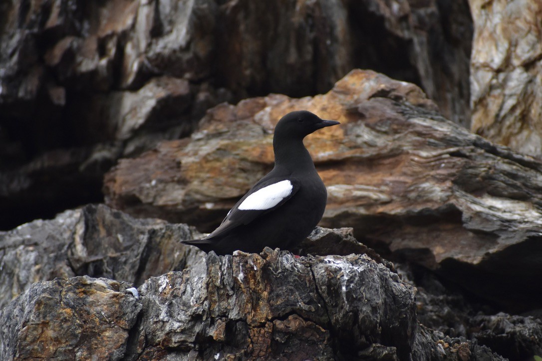 Black Guillemot - ML638250616
