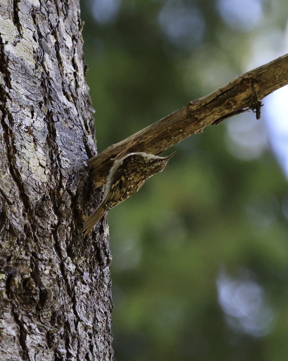 Brown Creeper - ML638250635