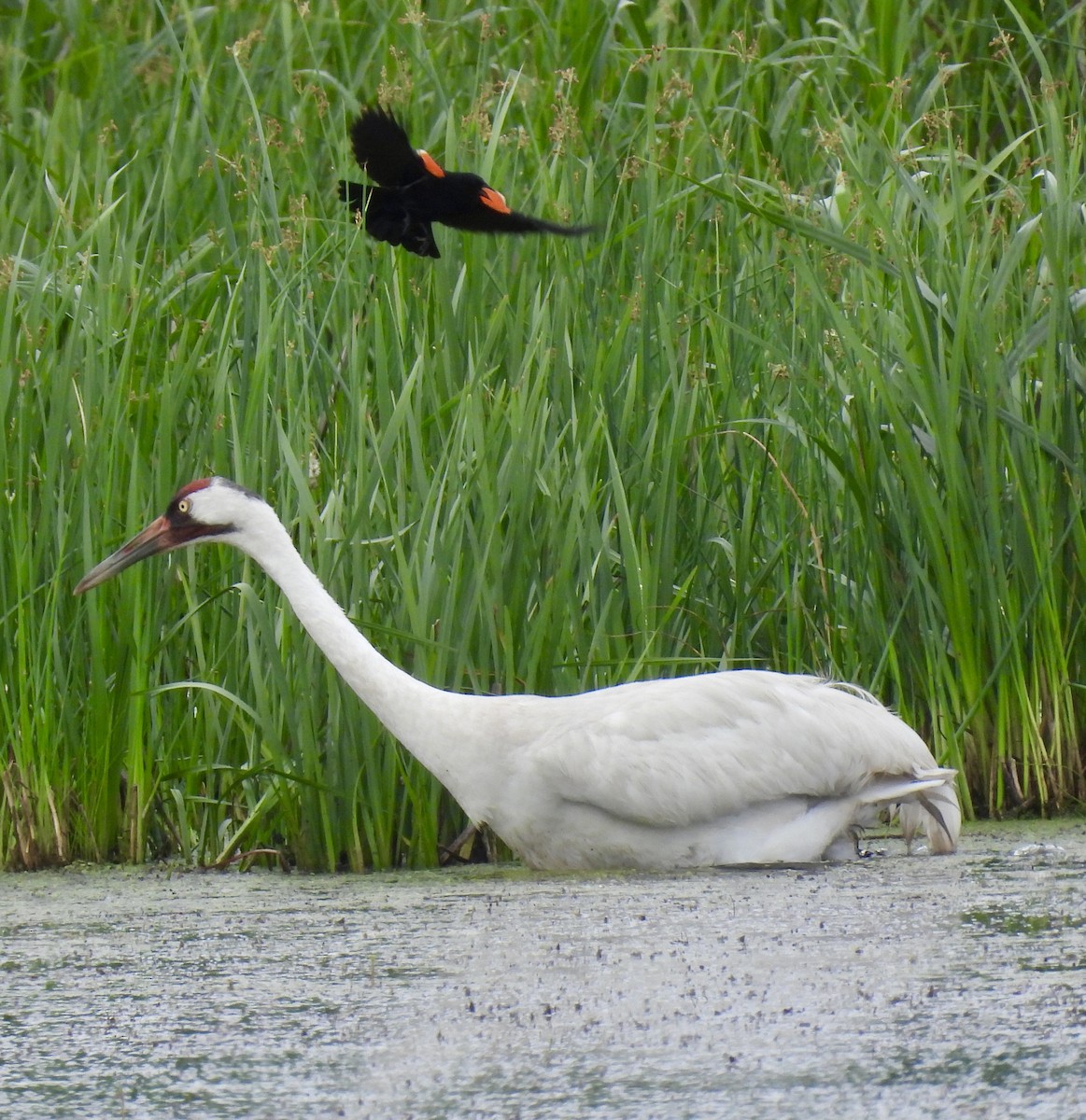 Whooping Crane - ML638250639