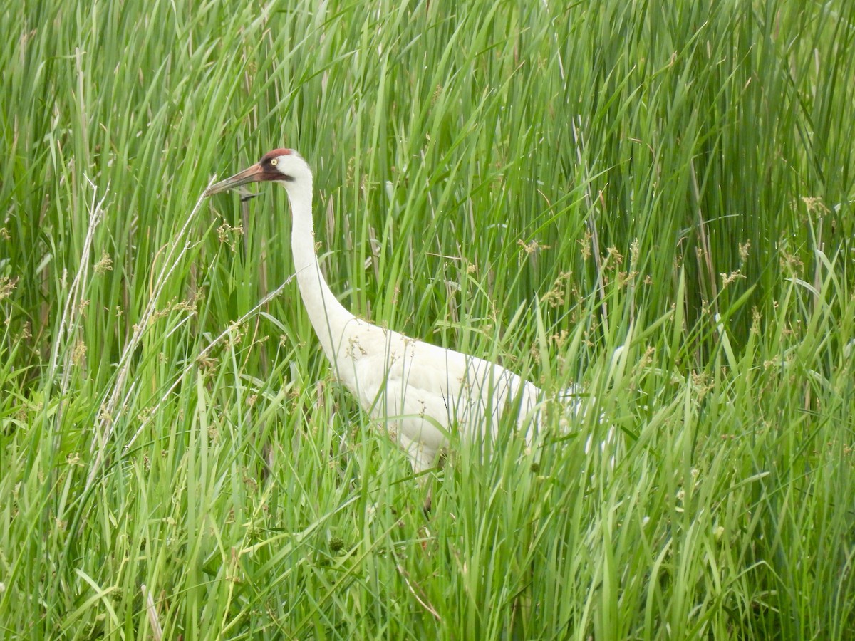 Whooping Crane - ML638250640