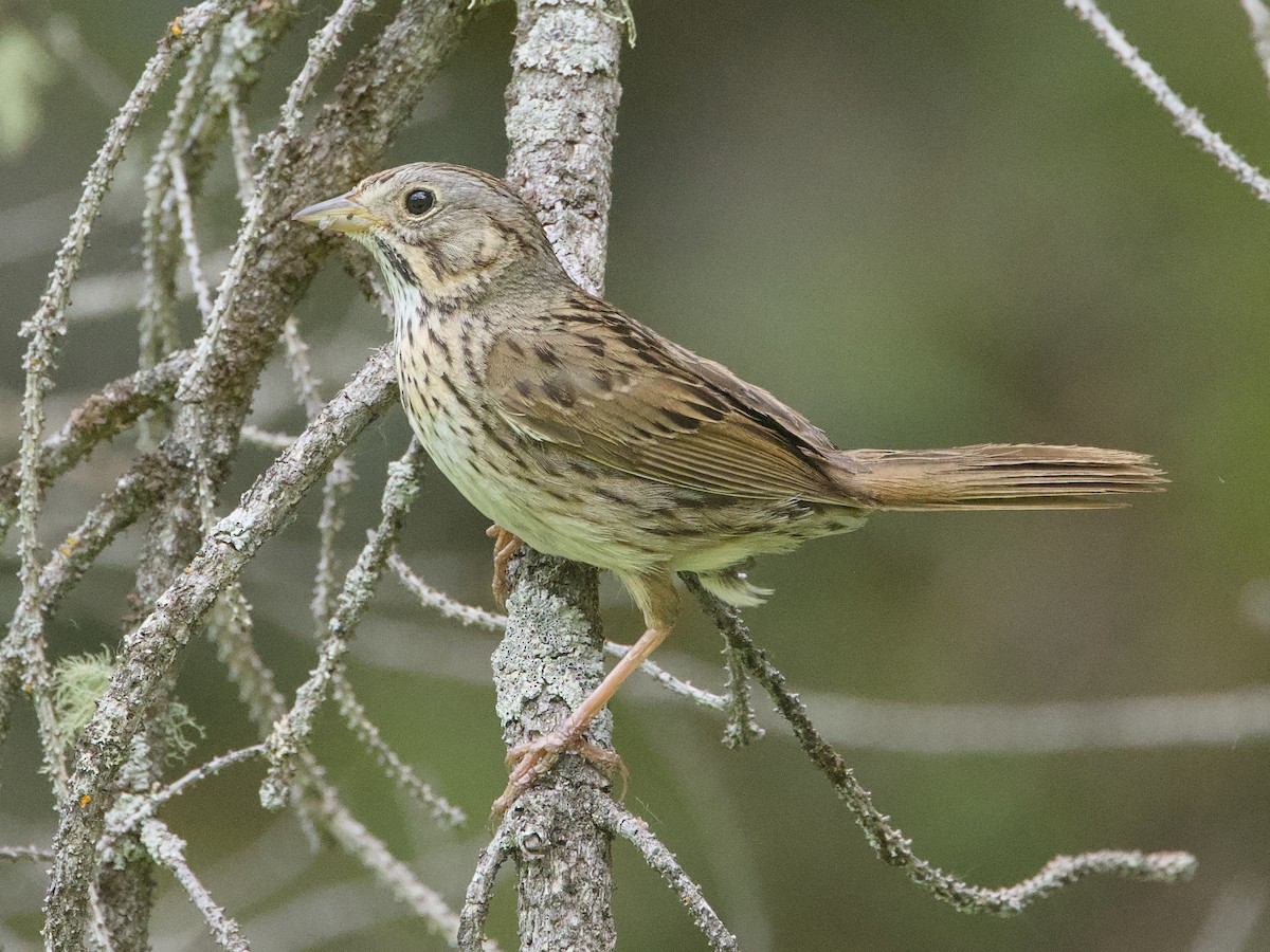 Lincoln's Sparrow - ML638250645