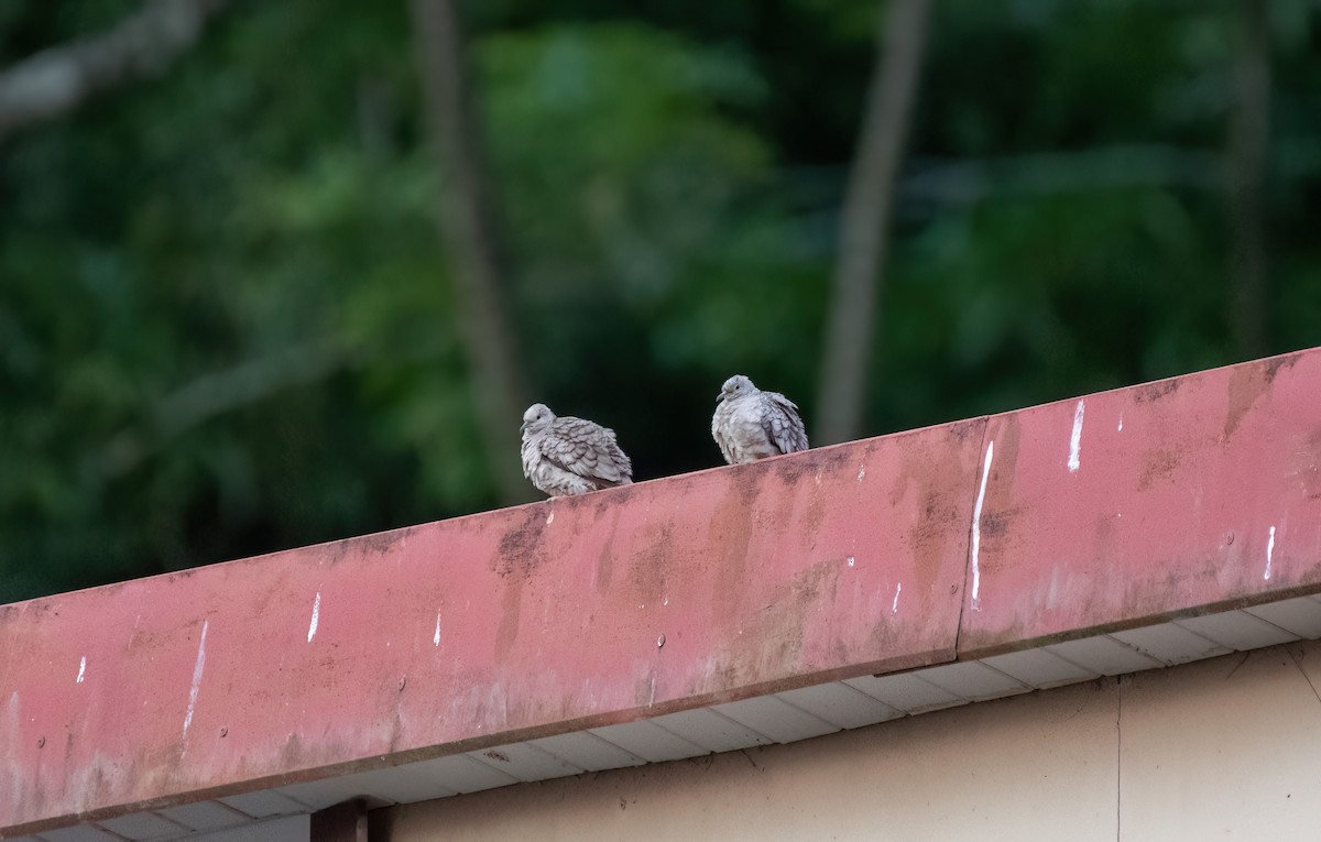 Inca Dove - ML638250649