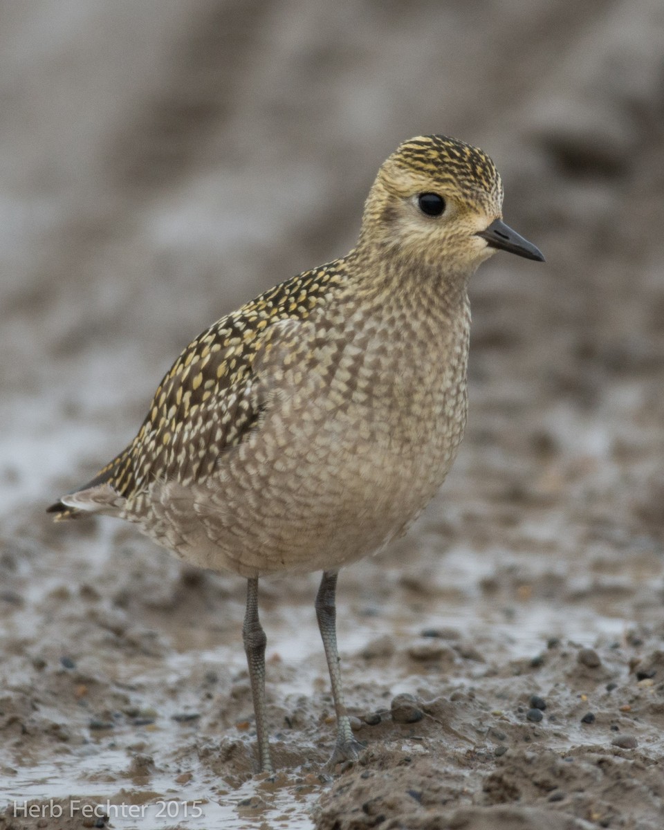 American Golden-Plover - ML638250652