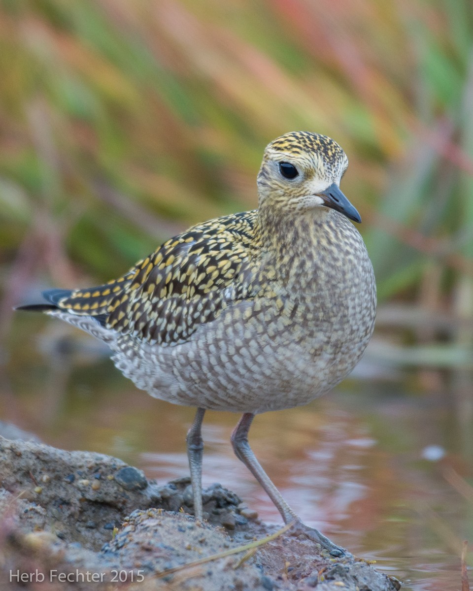 American Golden-Plover - ML638250653