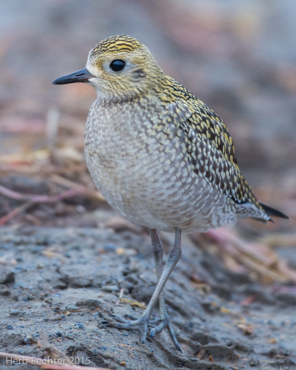 American Golden-Plover - ML638250654
