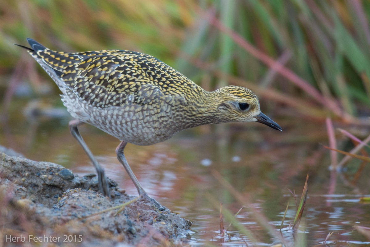 American Golden-Plover - ML638250655