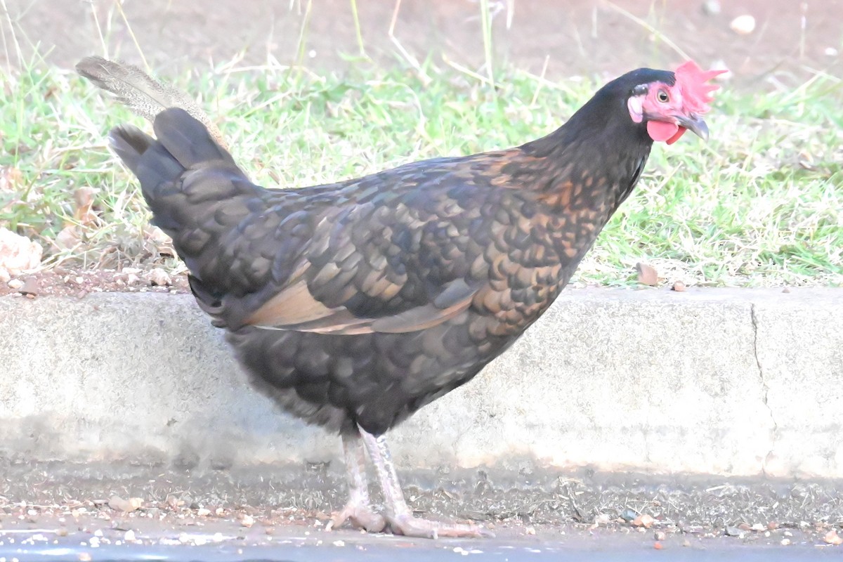 Red Junglefowl (Domestic type) - ML638250661