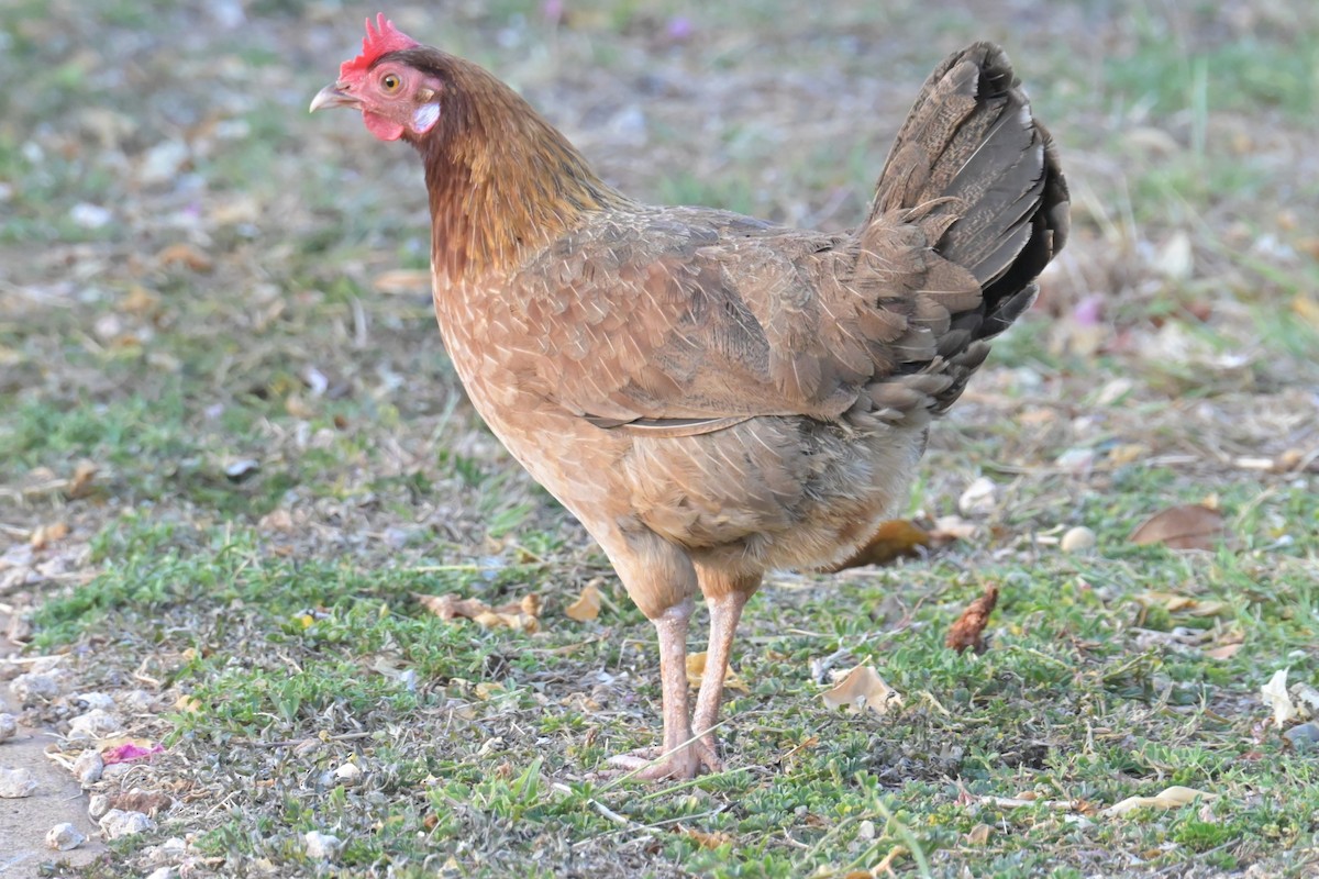 Red Junglefowl (Domestic type) - ML638250663