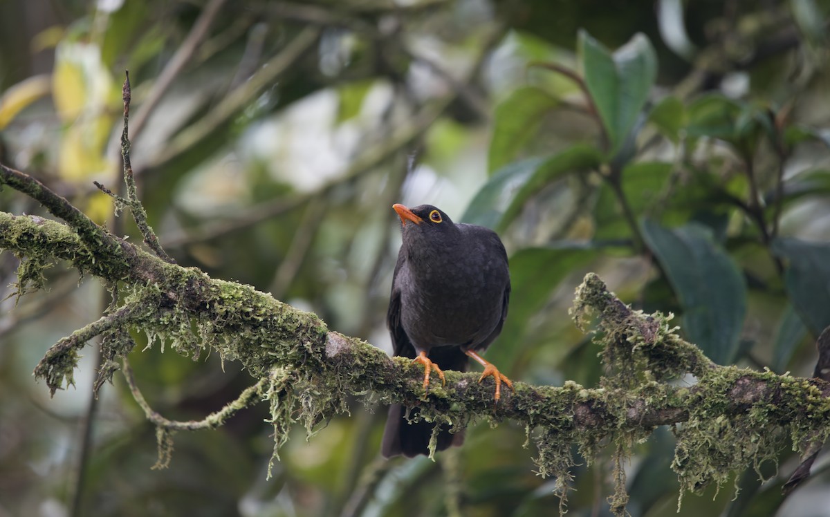 Great Thrush - ML638250679
