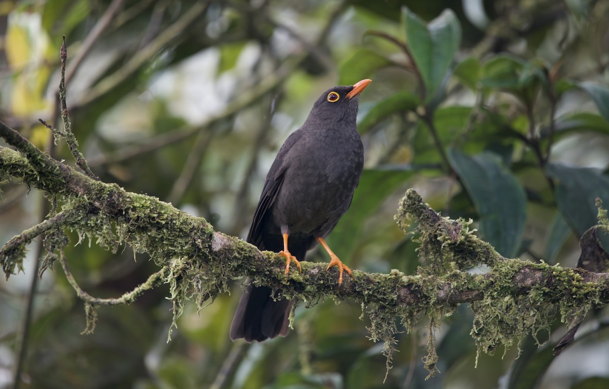 Great Thrush - ML638250680