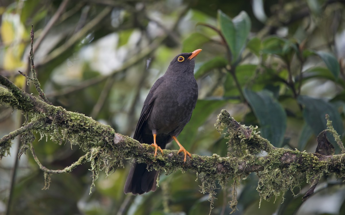 Great Thrush - ML638250681