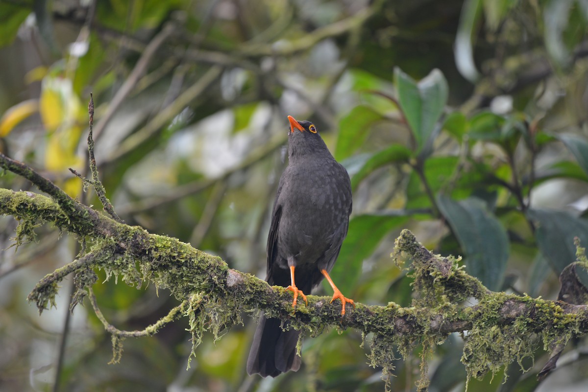 Great Thrush - ML638250682