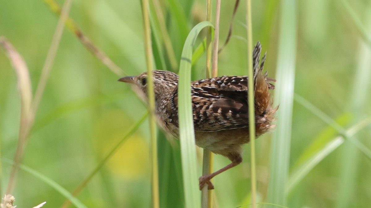 Sedge Wren - ML638250689