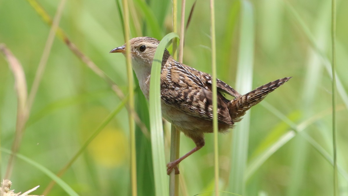 Sedge Wren - ML638250690