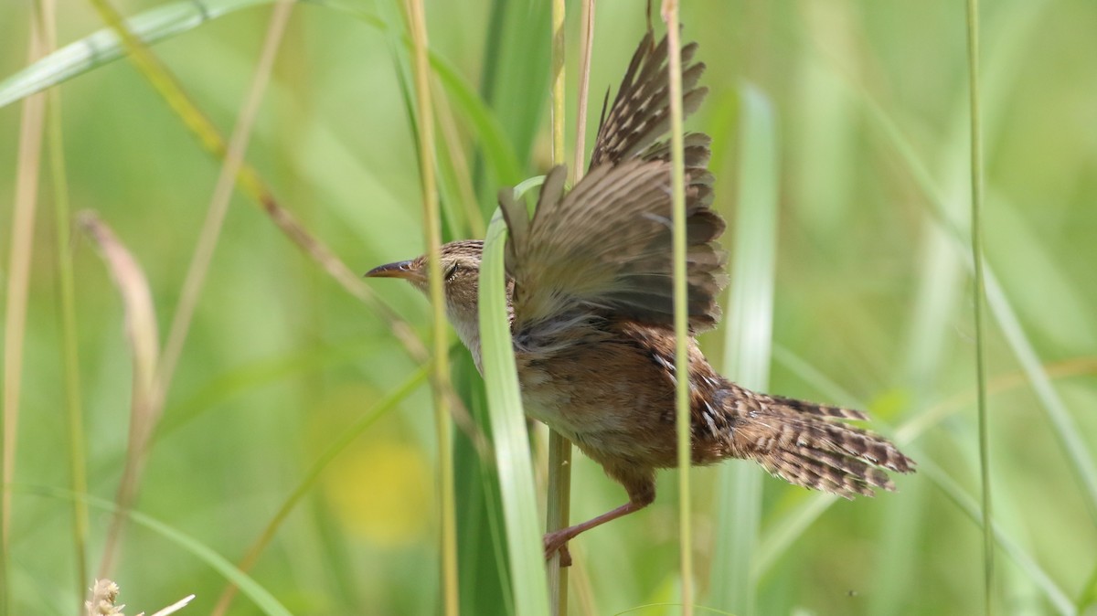 Sedge Wren - ML638250691