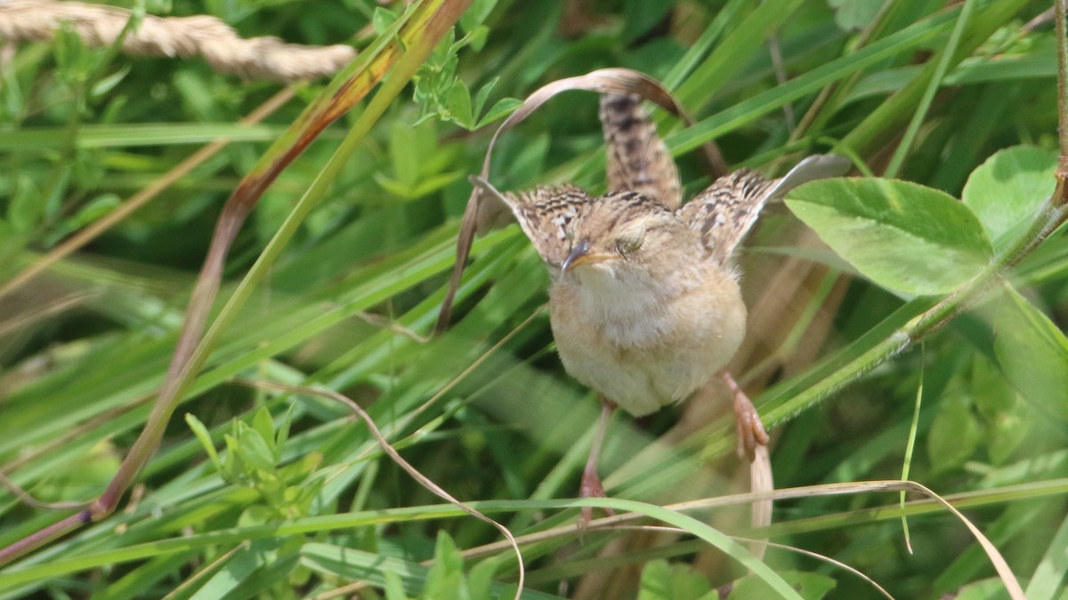 Sedge Wren - ML638250693