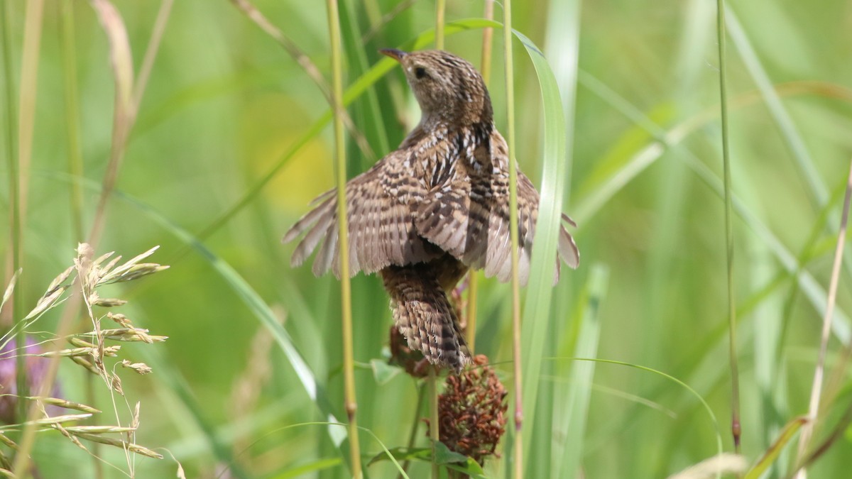 Sedge Wren - ML638250694