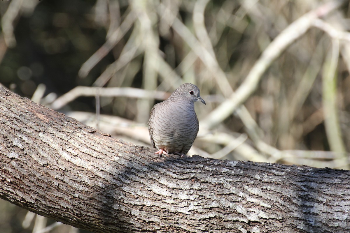 Inca Dove - ML638250703
