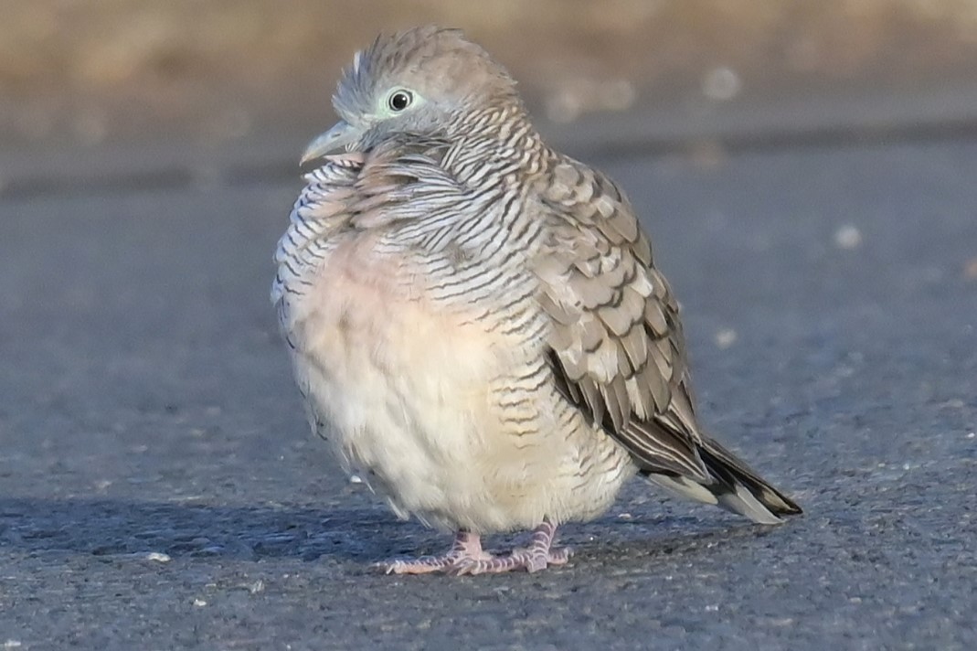 Zebra Dove - ML638250714