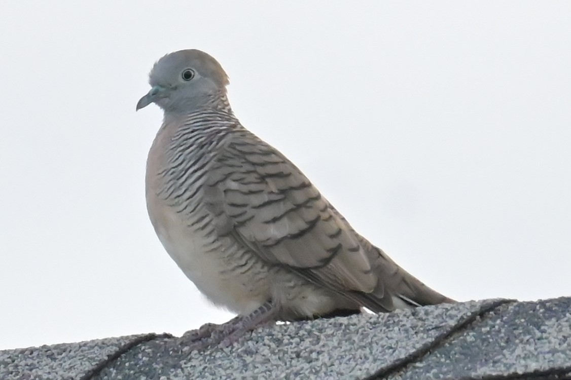 Zebra Dove - ML638250715