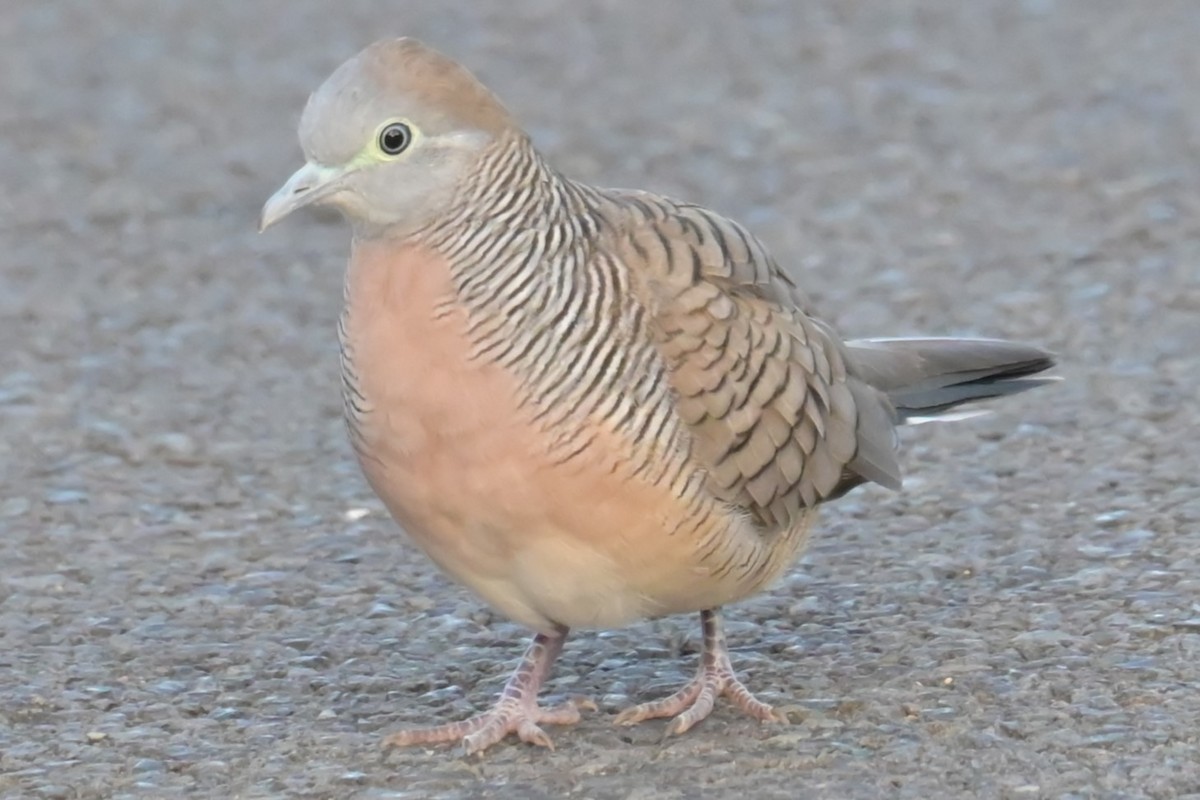 Zebra Dove - ML638250716