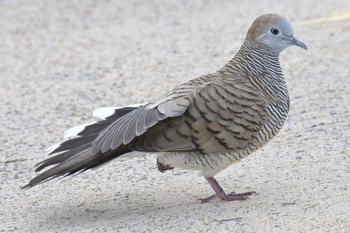 Zebra Dove - ML638250717