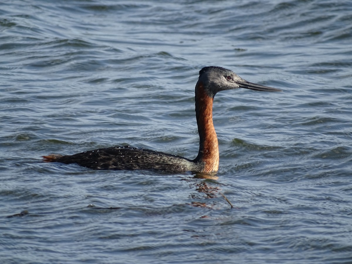 Great Grebe - ML638250723