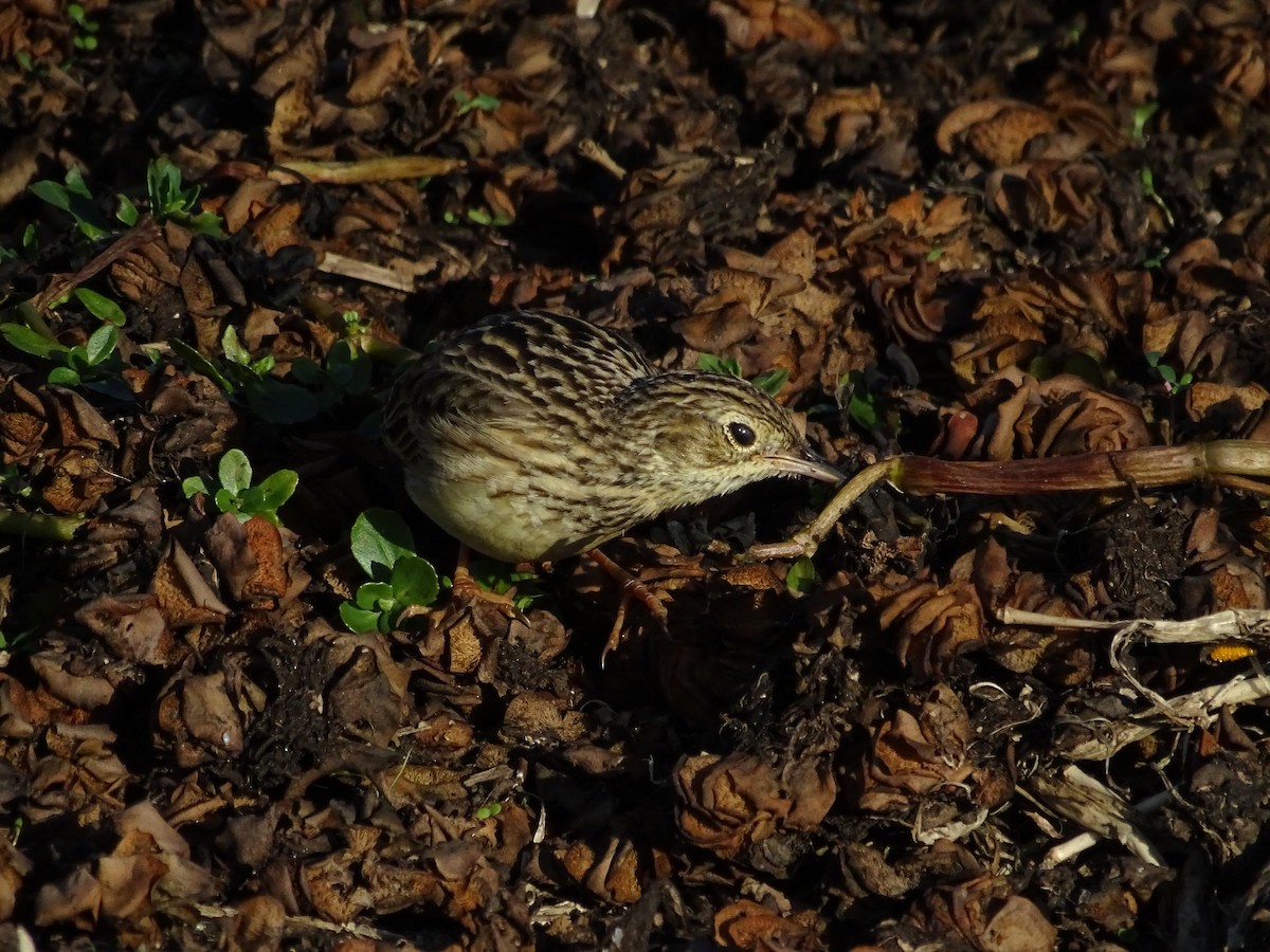 Yellowish Pipit - ML638250737