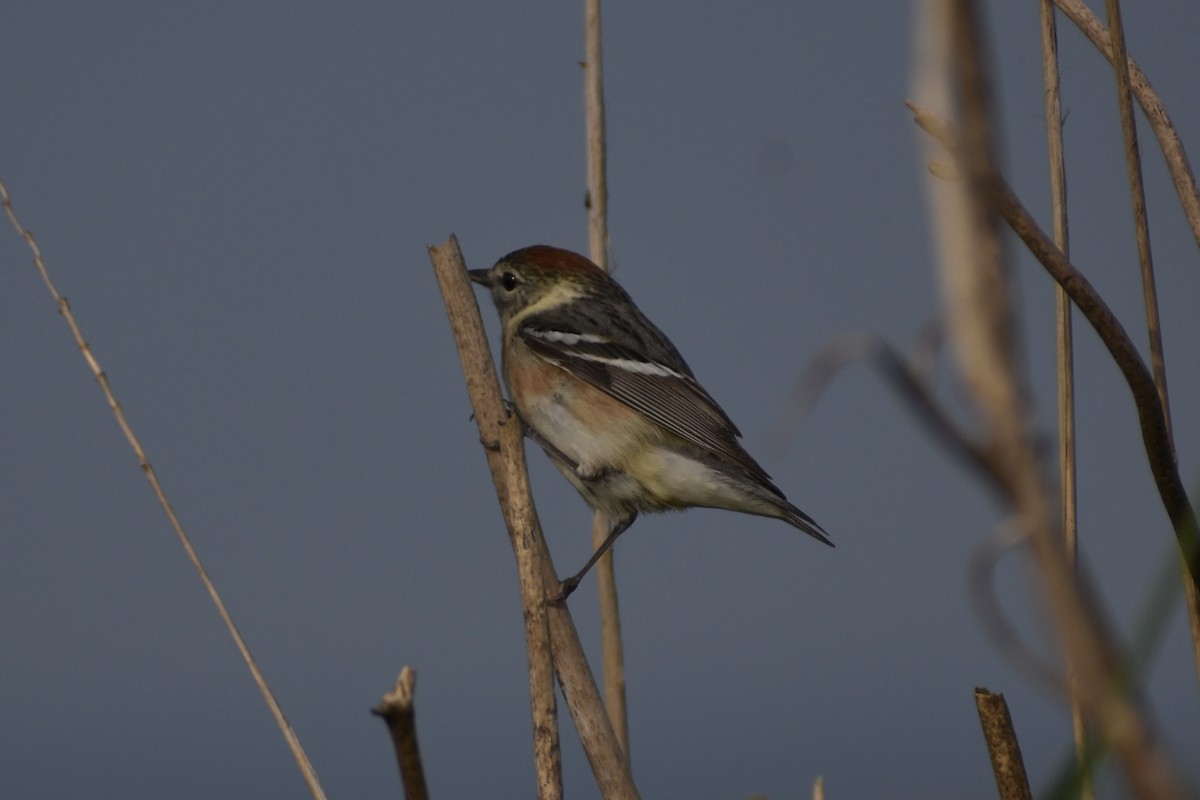 Bay-breasted Warbler - ML638250740