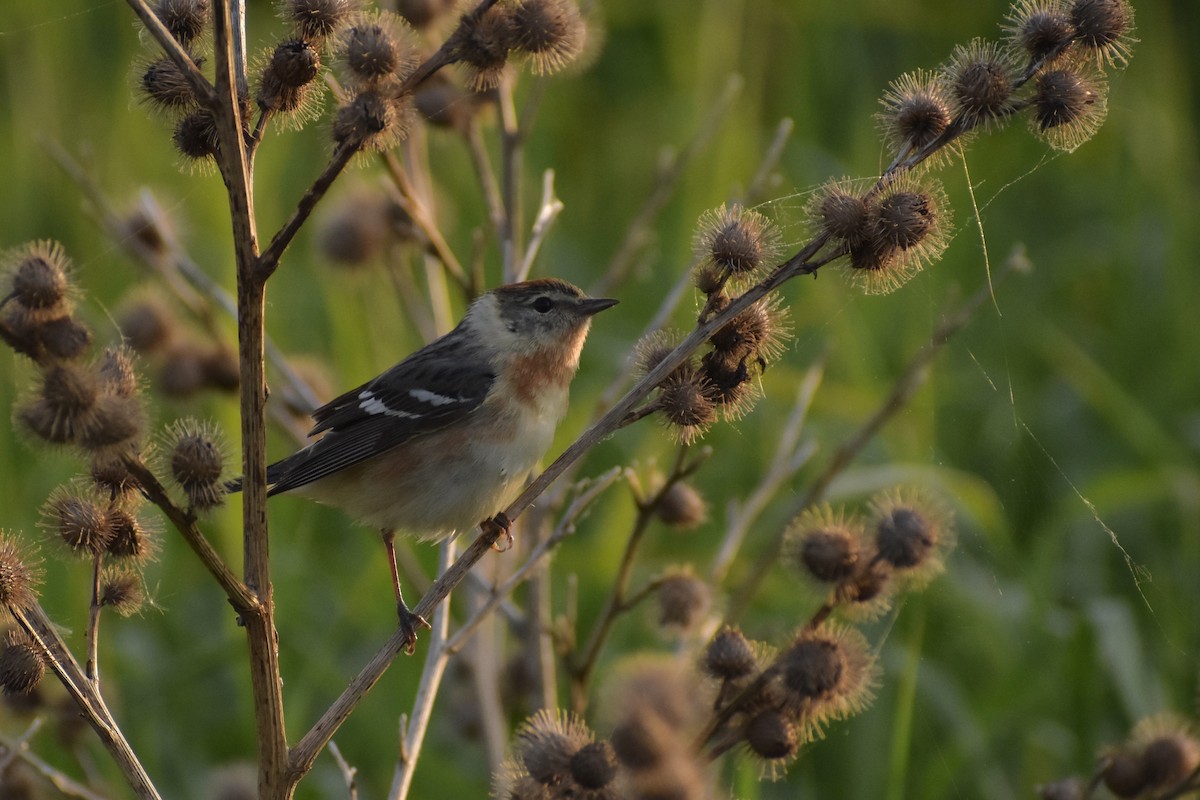 Bay-breasted Warbler - ML638250741