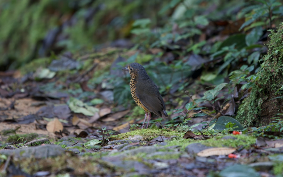 Undulated Antpitta - ML638250743