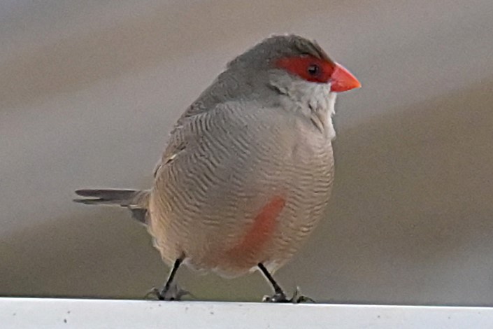 Common Waxbill - ML638250771