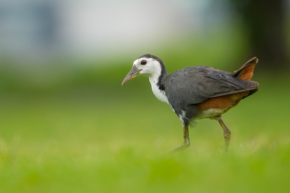 White-breasted Waterhen - ML638250775