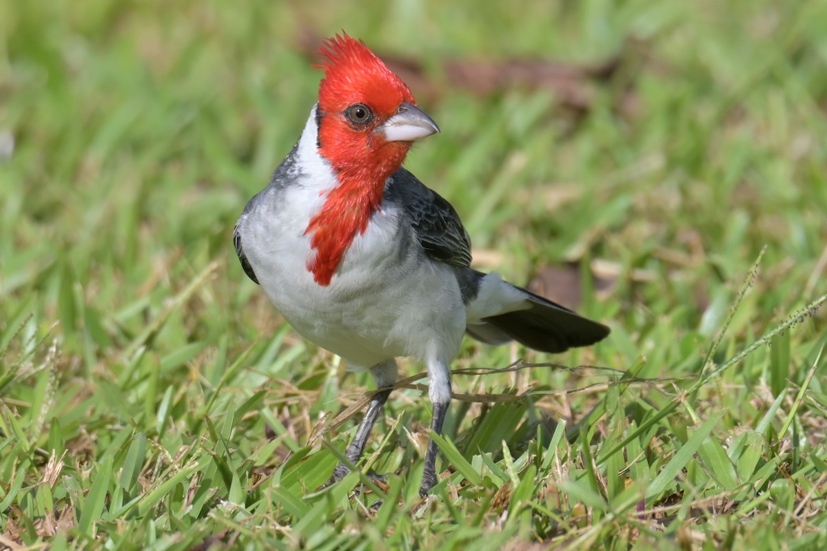 Red-crested Cardinal - ML638250782