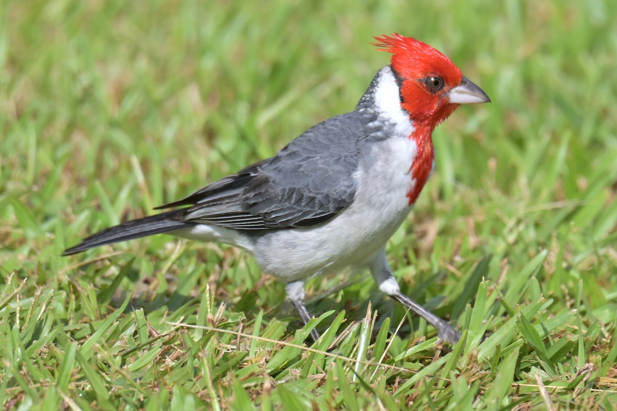 Red-crested Cardinal - ML638250783