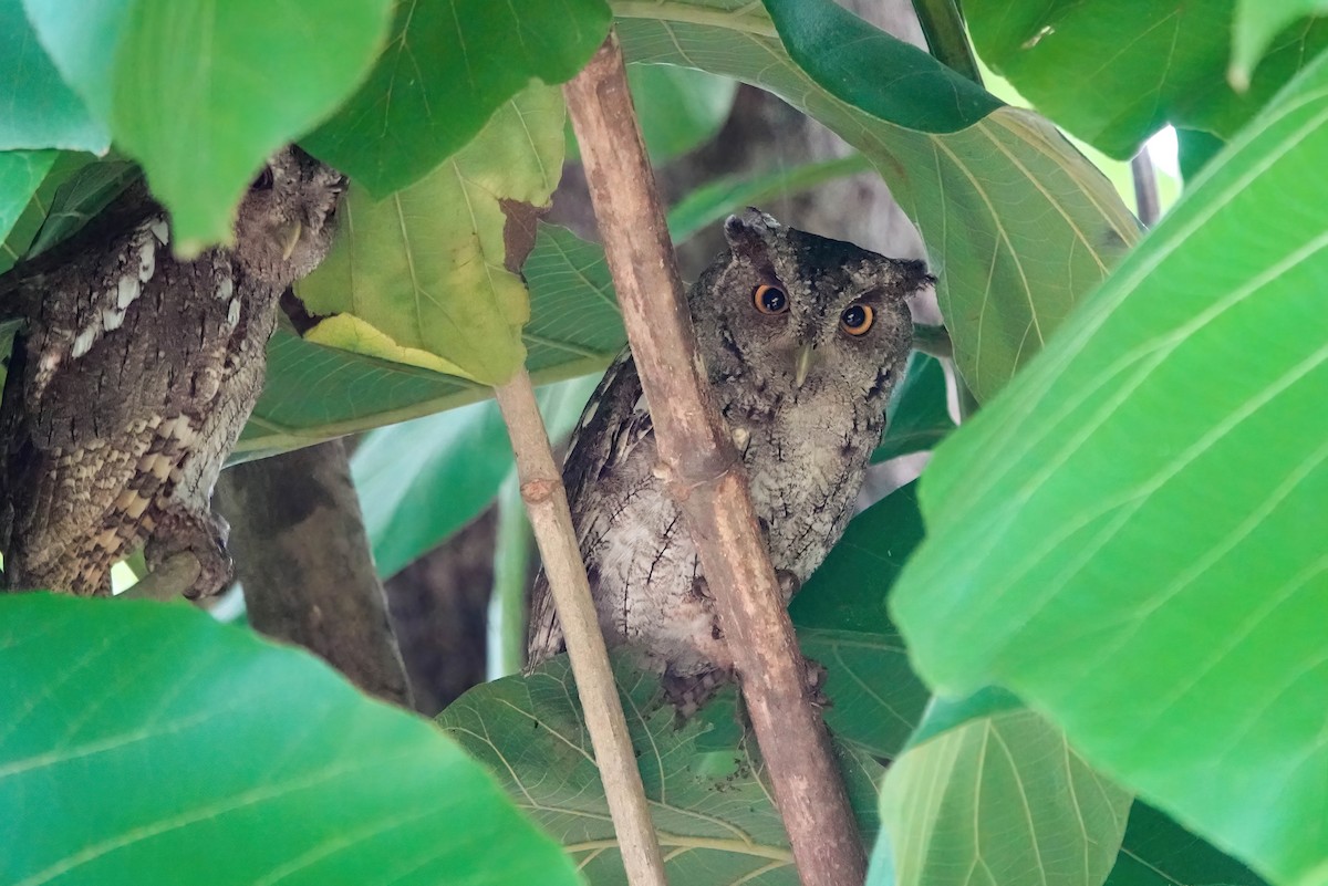 Pacific Screech-Owl - ML638250785