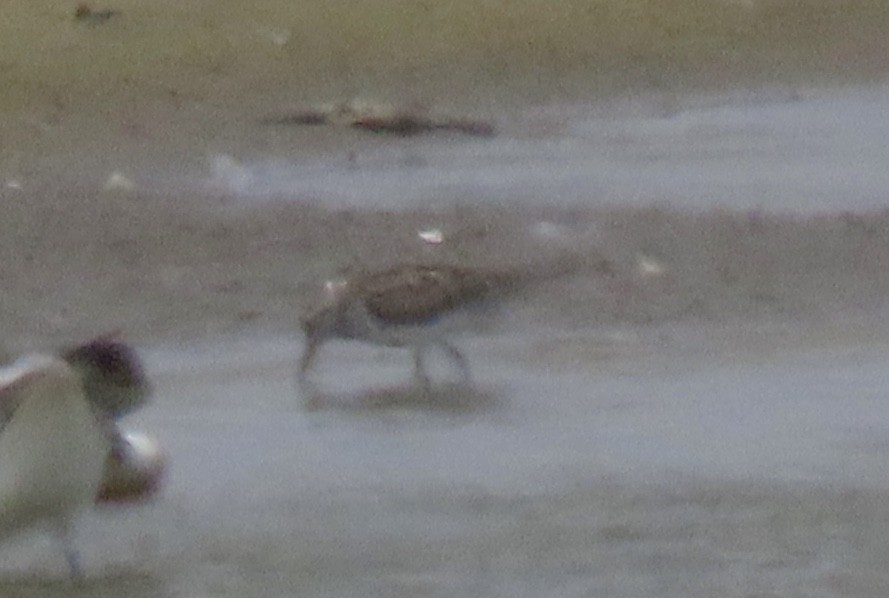 White-rumped Sandpiper - ML638250786