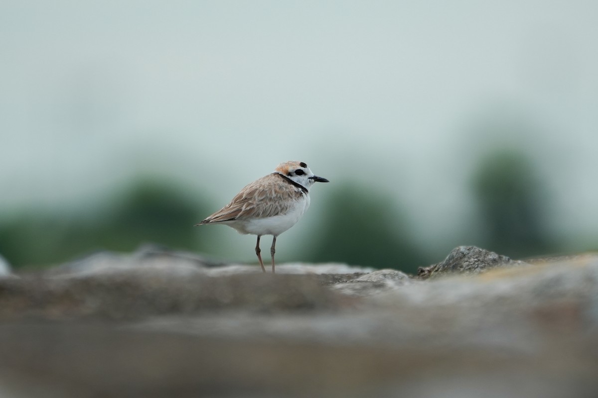Malaysian Plover - ML638250791