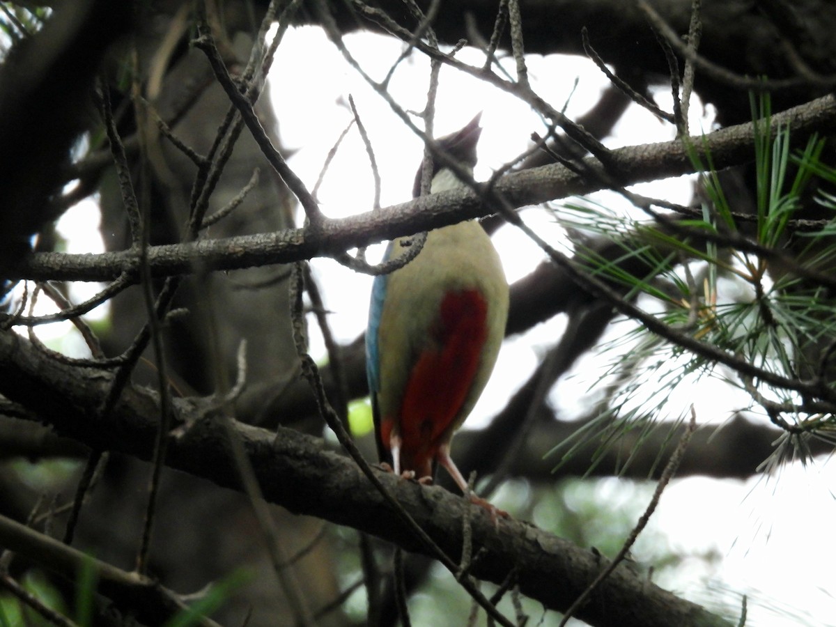 Fairy Pitta - ML638250801