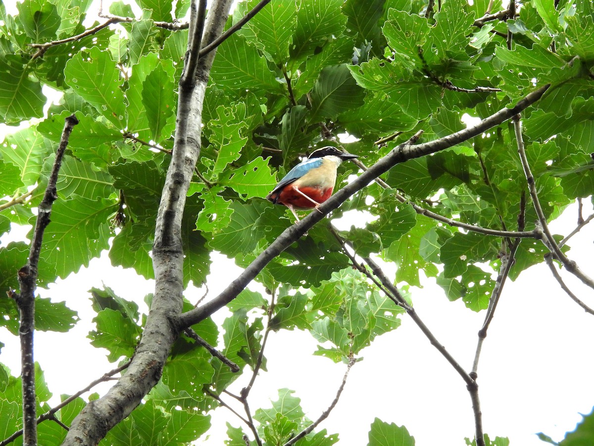 Fairy Pitta - ML638250803