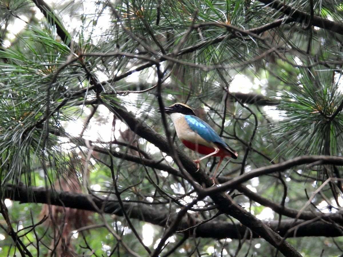 Fairy Pitta - ML638250806