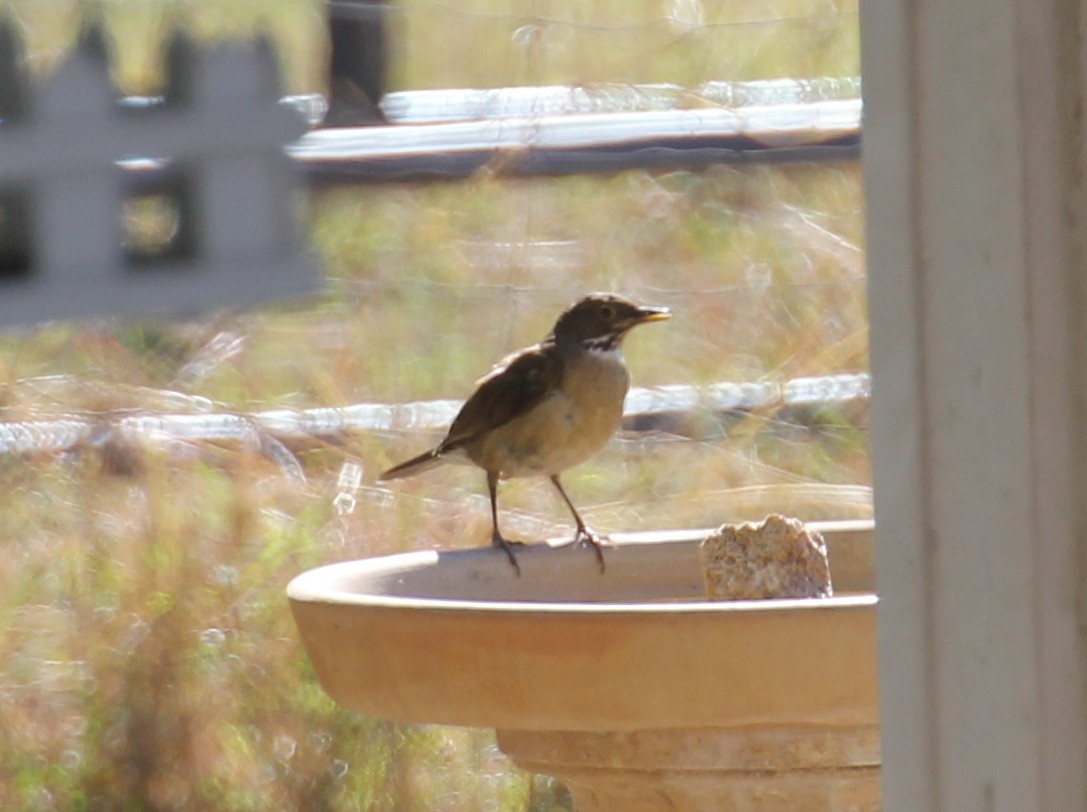 White-throated Thrush - ML638250807