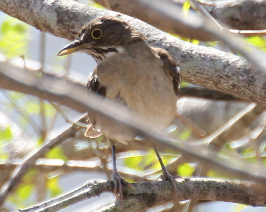 White-throated Thrush - ML638250808