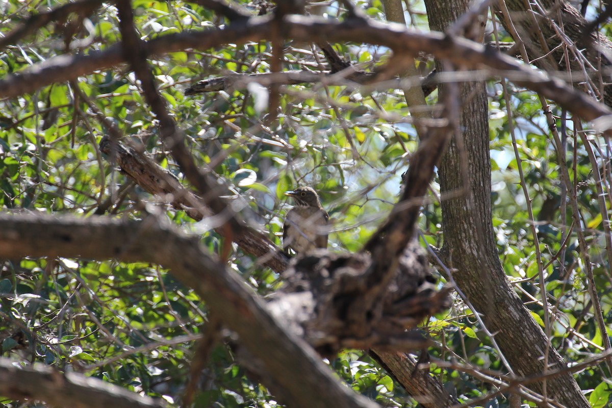 White-throated Thrush - ML638250809