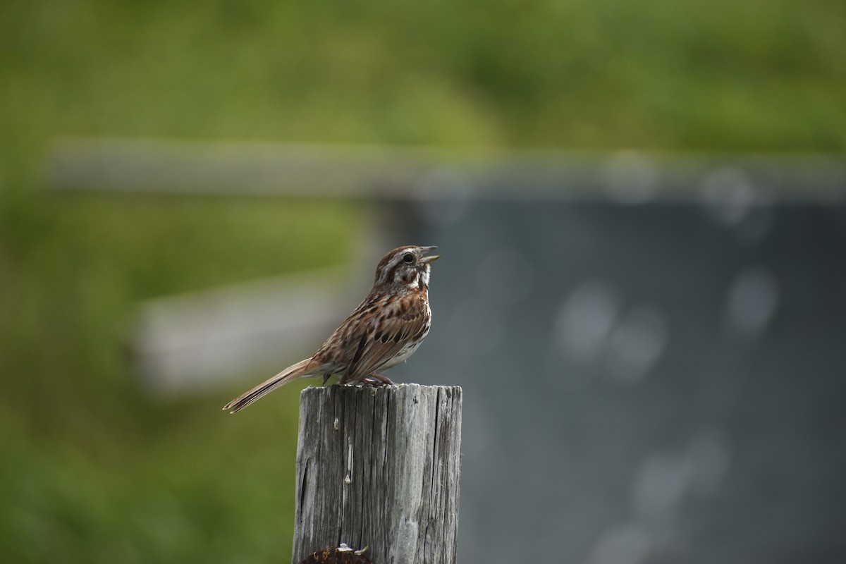 Song Sparrow - ML638250816