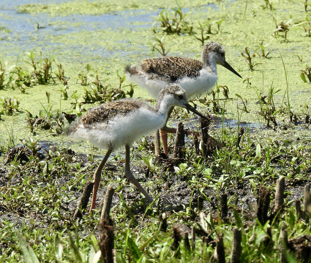 Black-necked Stilt - ML638250822