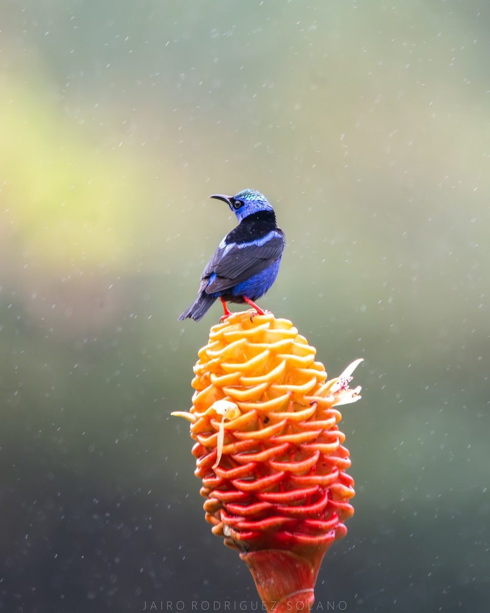 Red-legged Honeycreeper - ML638250823