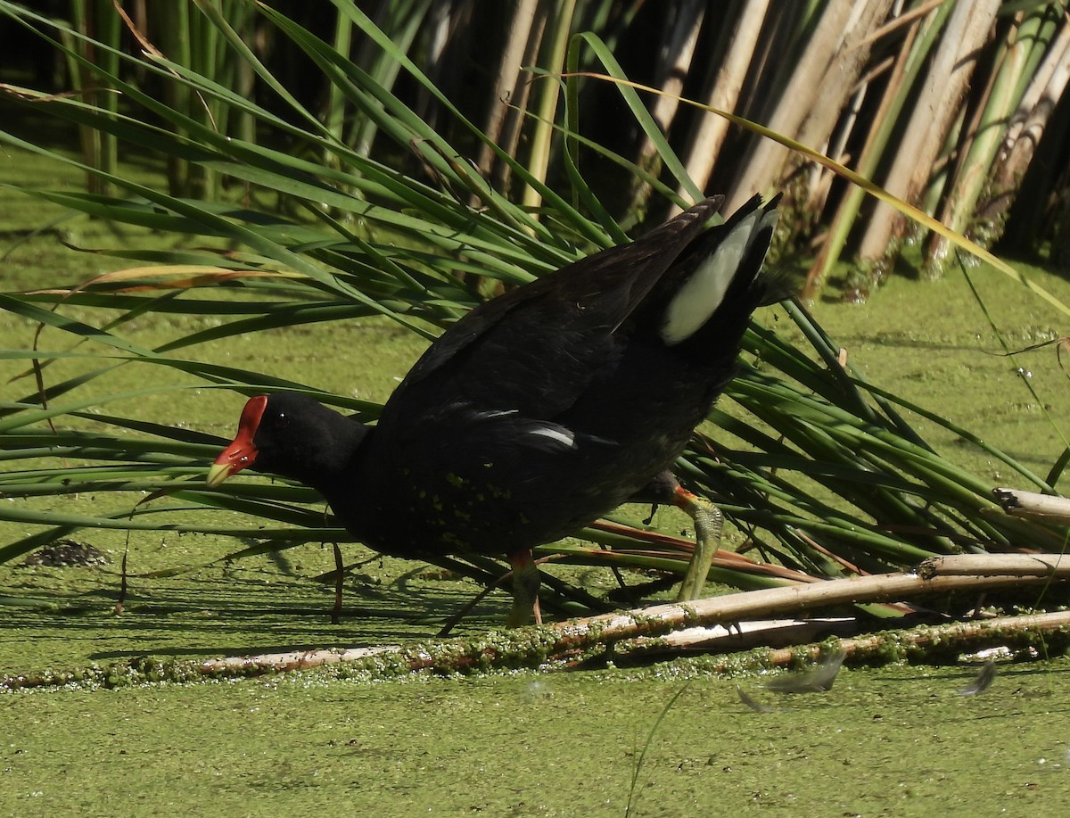 Common Gallinule - ML638250831